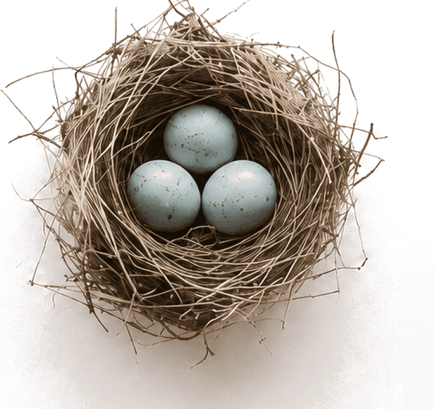 A robin's nest holding three pale blue eggs